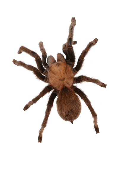 texas-brown-tarantula